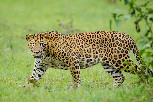 Italy Po plain leopard
