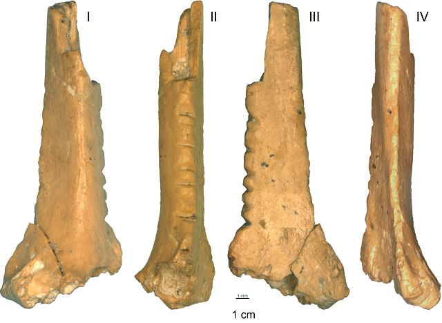 Neanderthal raven bone