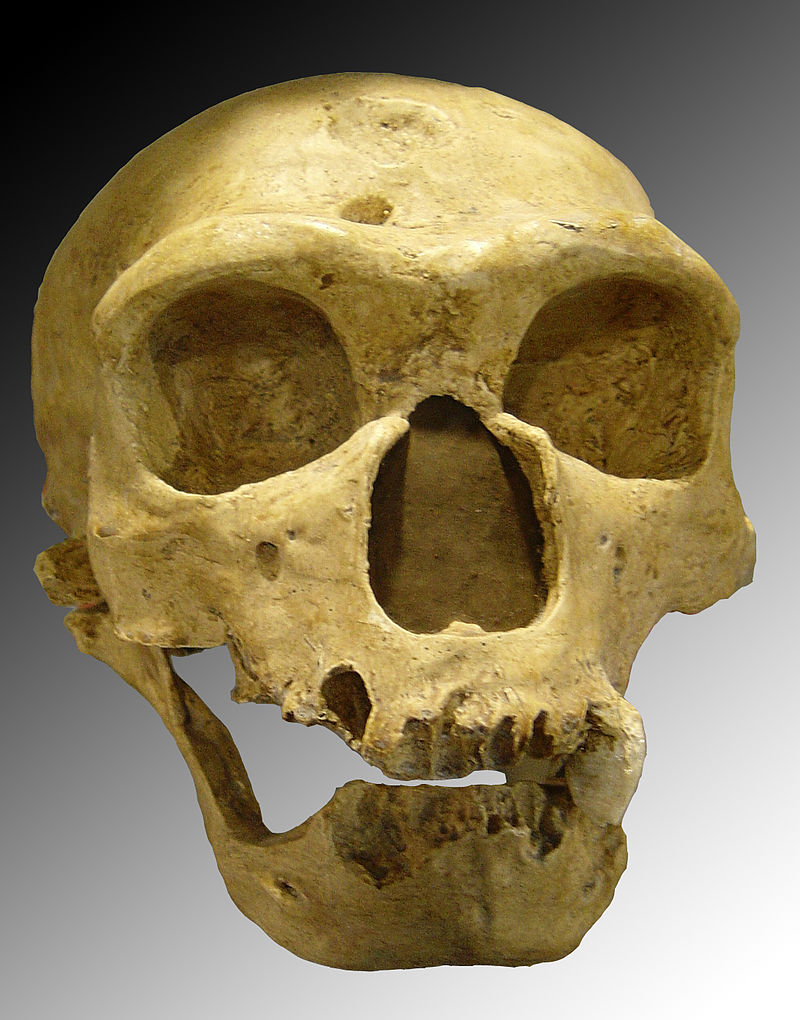 Neanderthal Genes Control Expression