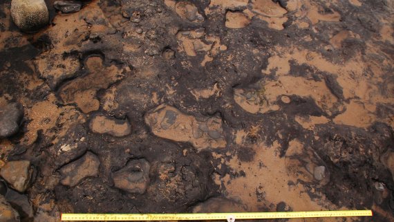 Wales Mesolithic footprints