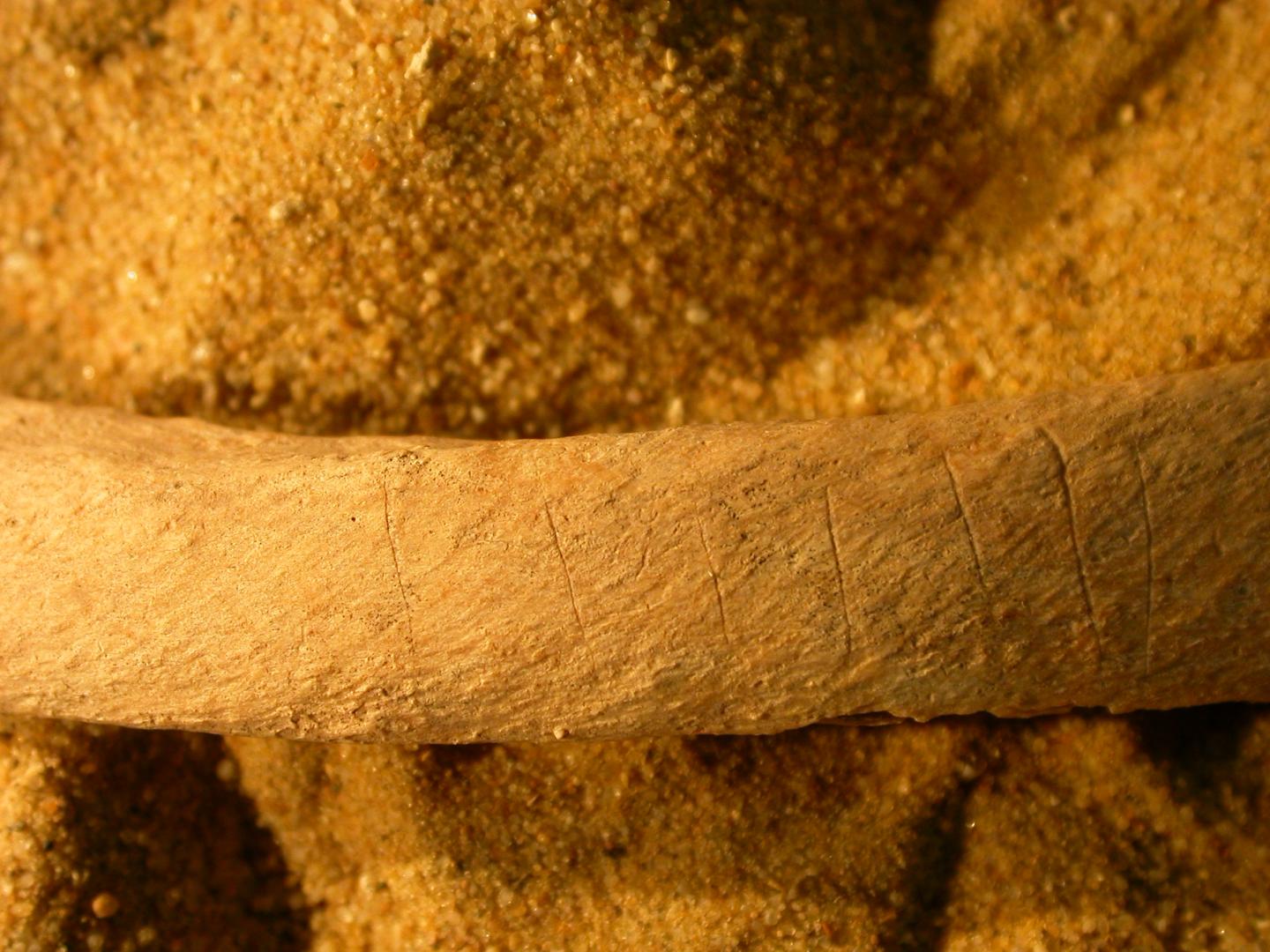 England medieval bones