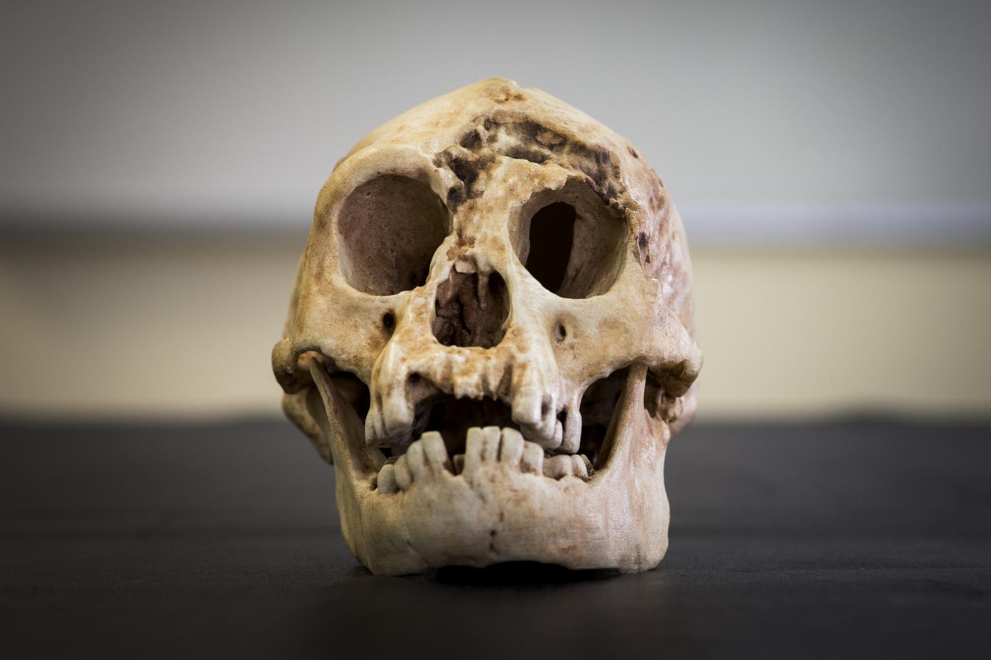 Homo floresiensis bones