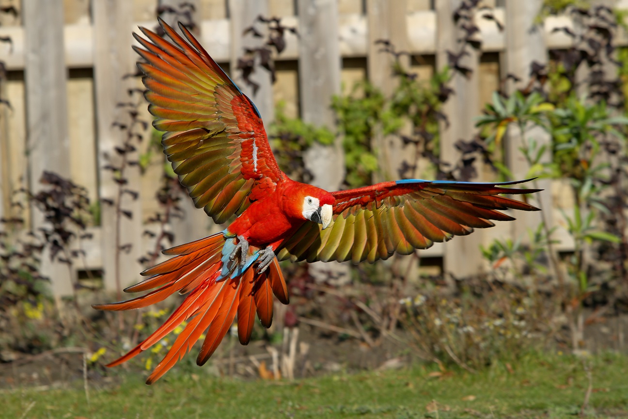 Southwest pueblo macaws
