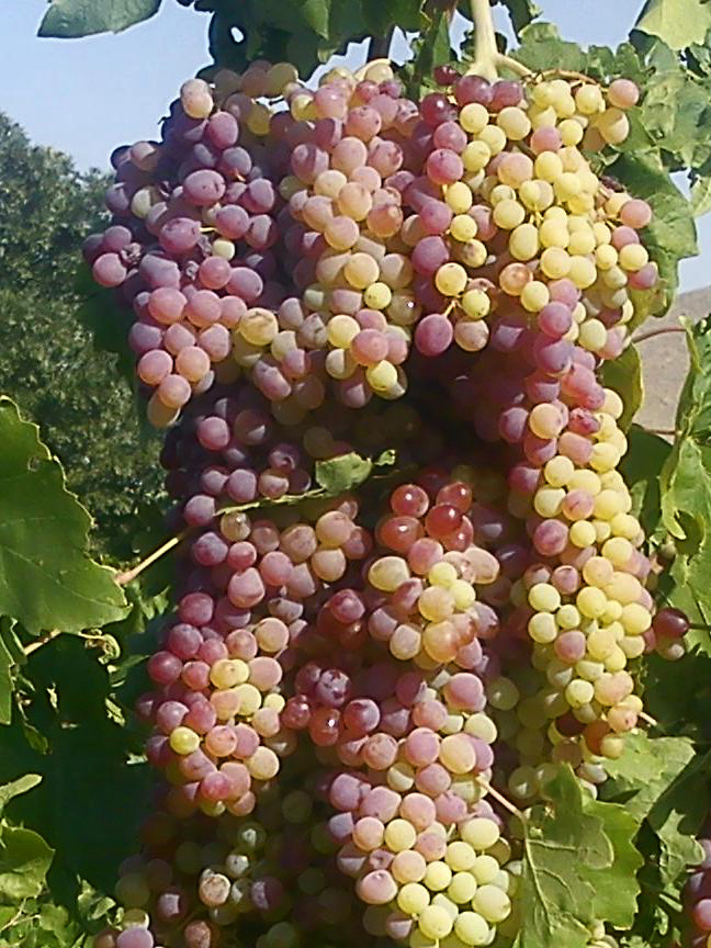 Denmark Viking grapes