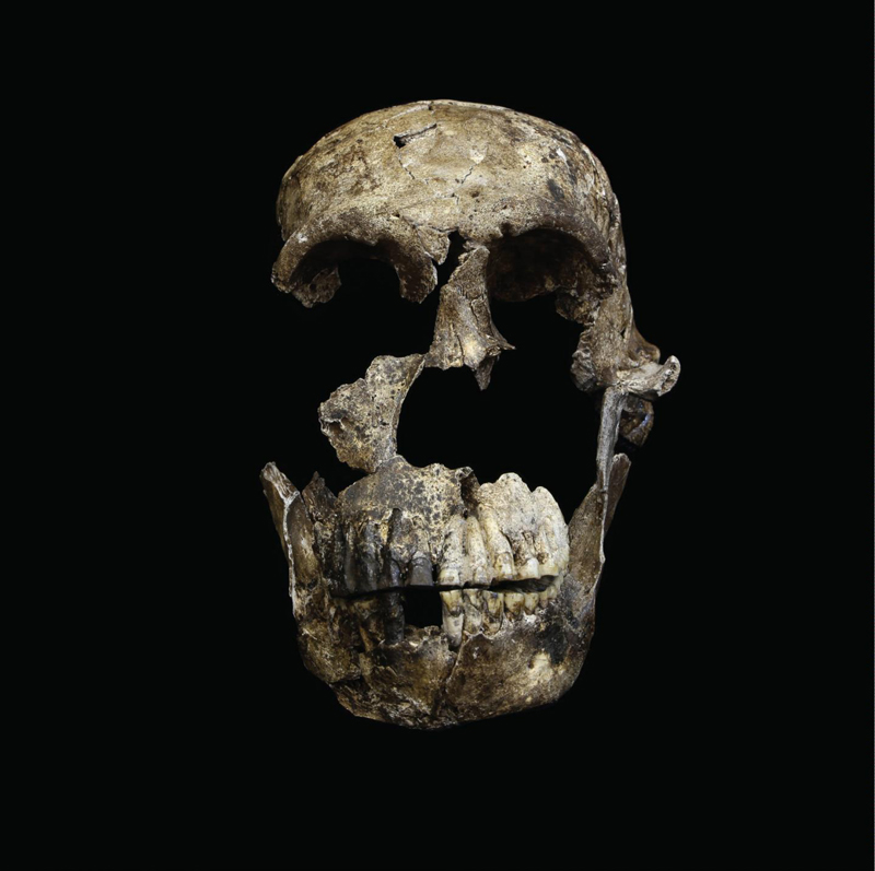 Homo naledi skull2
