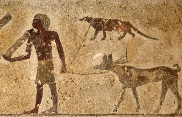 egypt mongoose leash