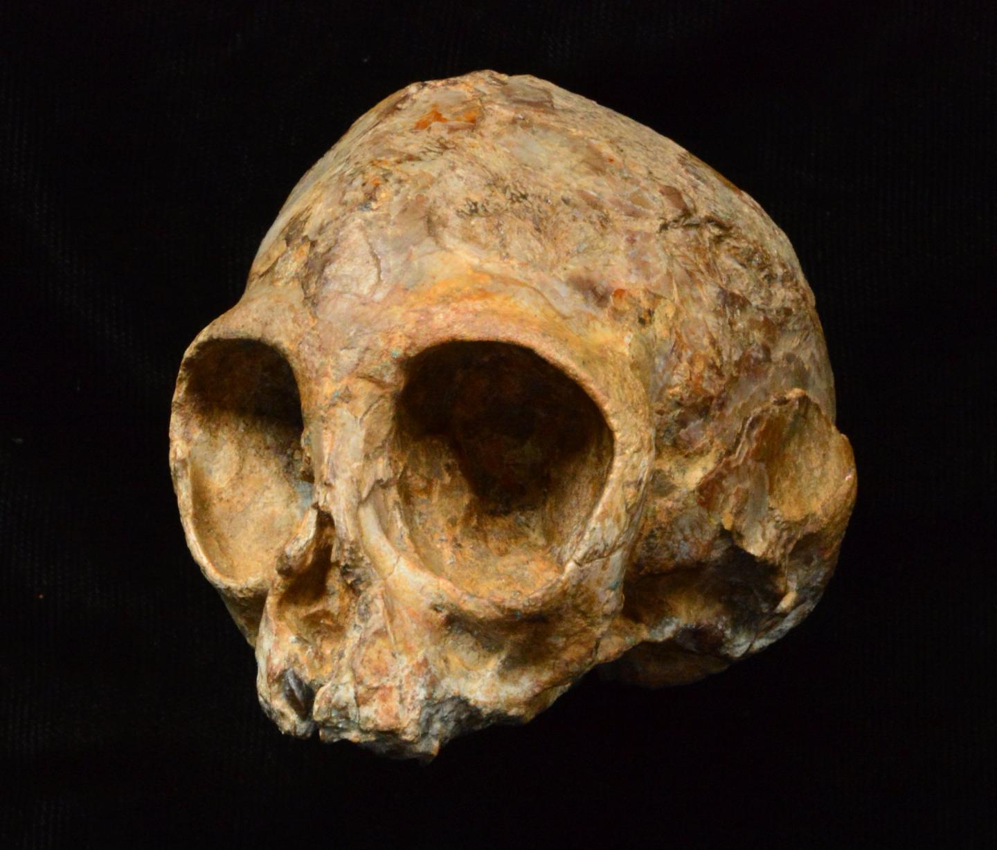 ancestral ape fossil