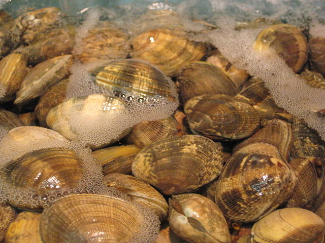 Japan clam midden