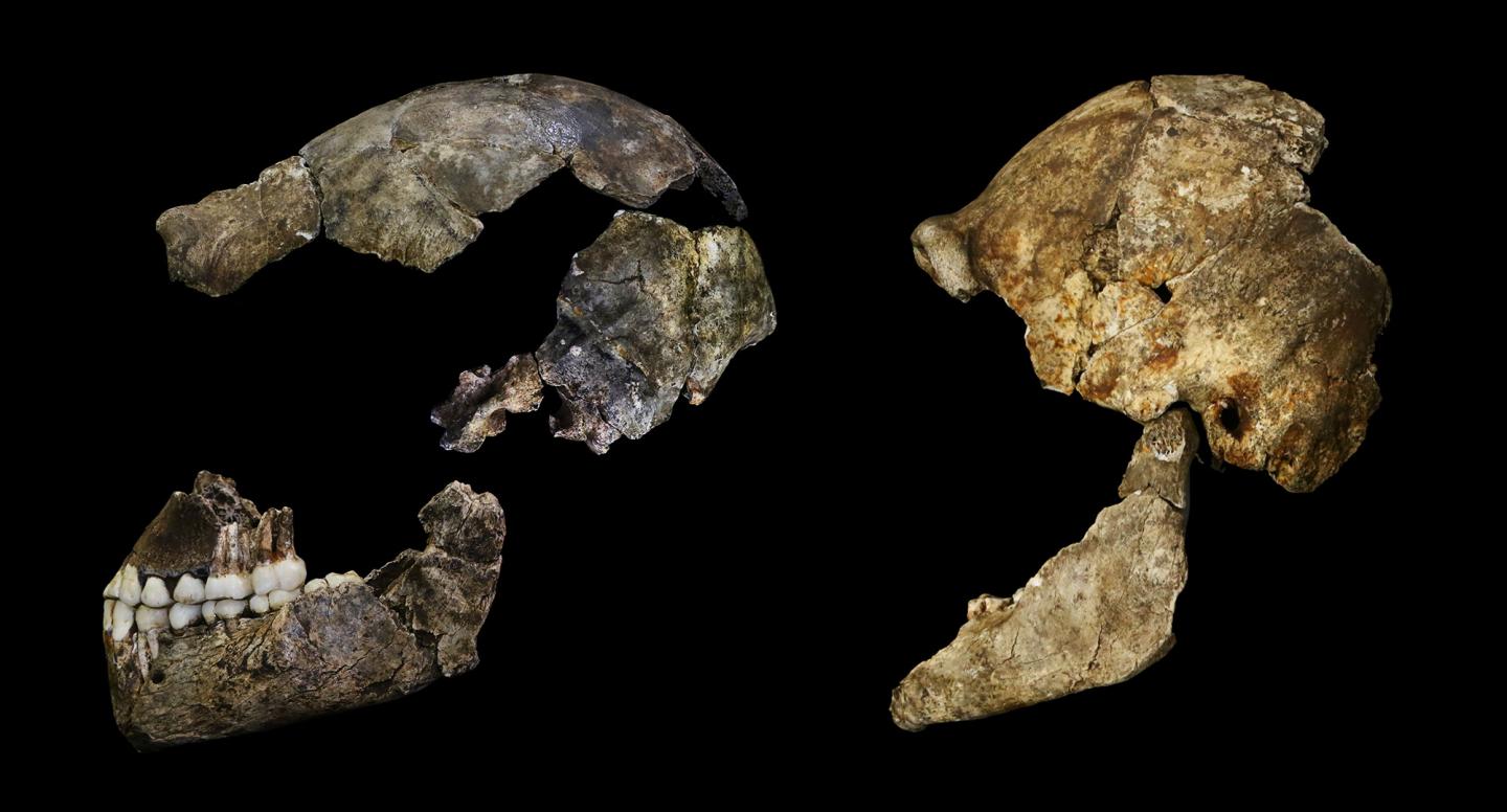Homo naledi brains