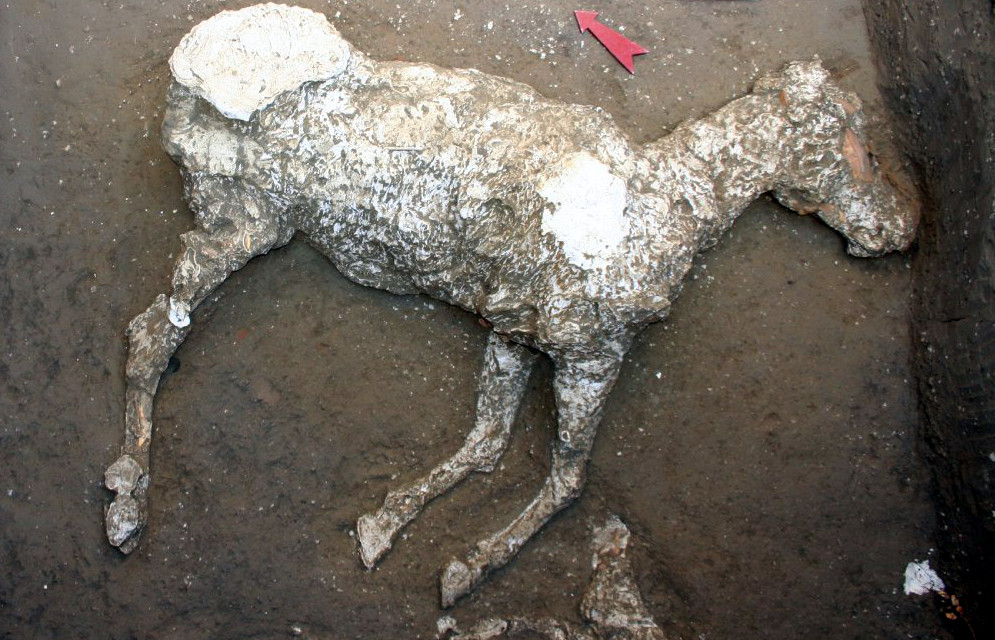 Italy Pompeii horse