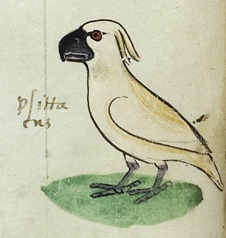 Cockatoo medieval trade