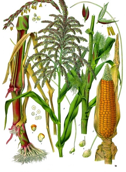 maize domestication process