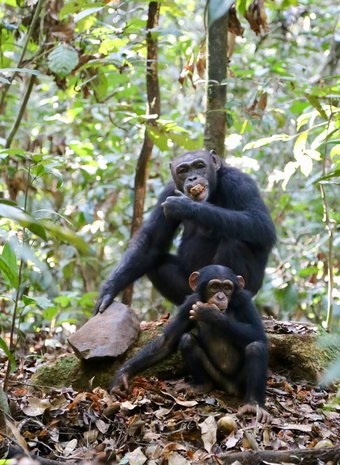 chimpanzee culture transmission