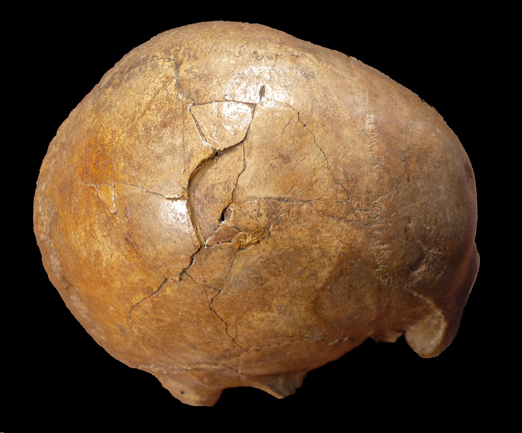 Upper Paleolithic skull