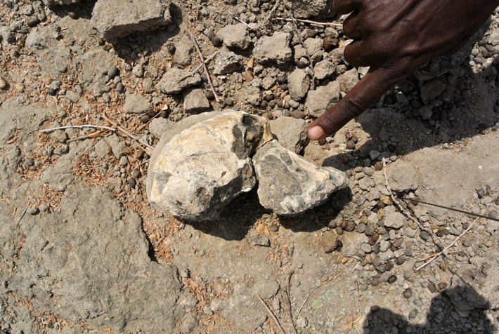 Ethiopia Hominin Skull