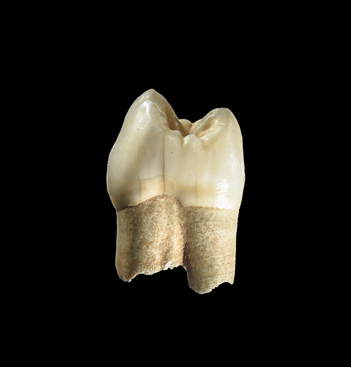 Iran Neanderthal Tooth