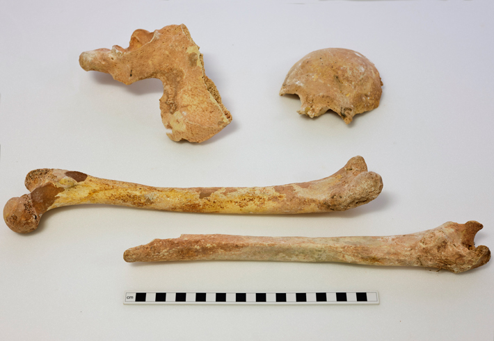 England Mesolithic Bones