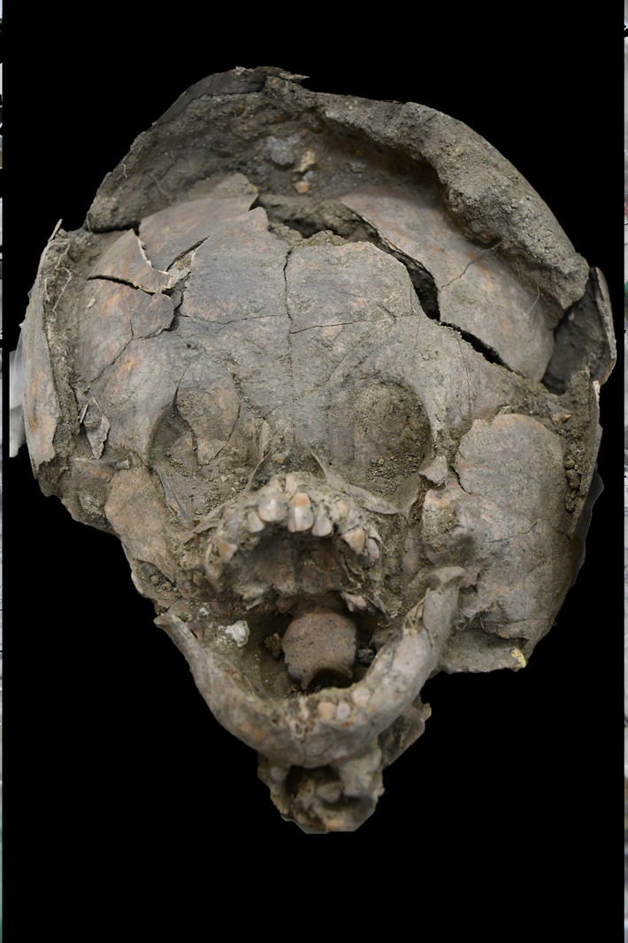 Ecuador Infant Skull