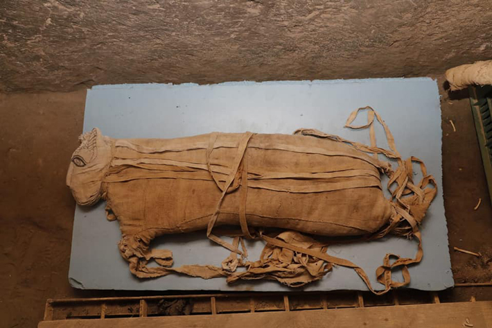 Egypt Lion Mummy