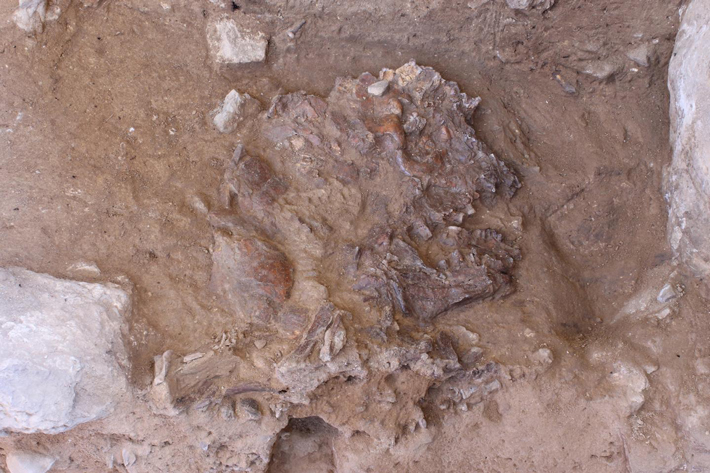 Iraq Neanderthal Skull