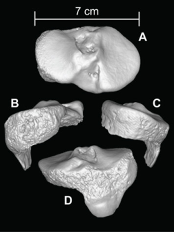 Bahamas Lucayan Bone