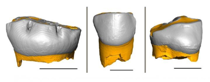 Neanderthal Milk Teeth