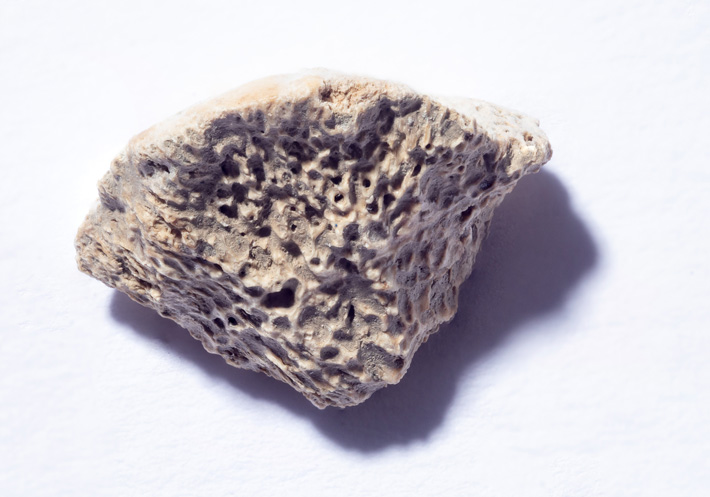 Alaska Dog Bone Fragment