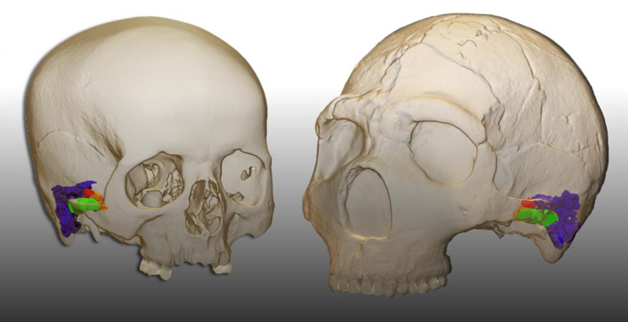 Neanderthal Ear Model
