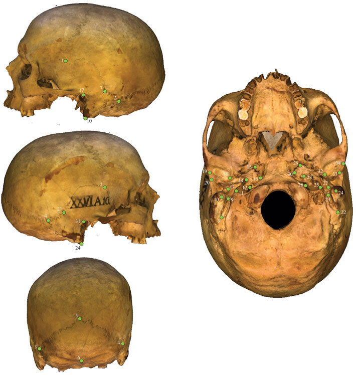 Anglo Saxon Skull