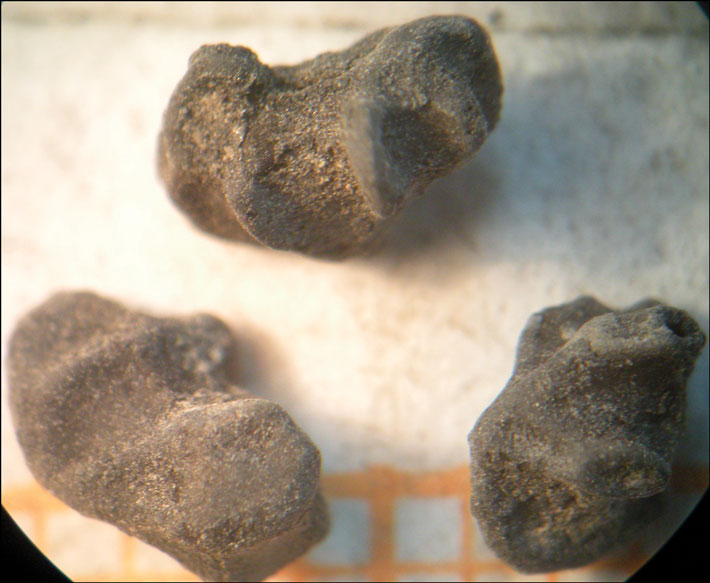 Peru Carbonized Molle