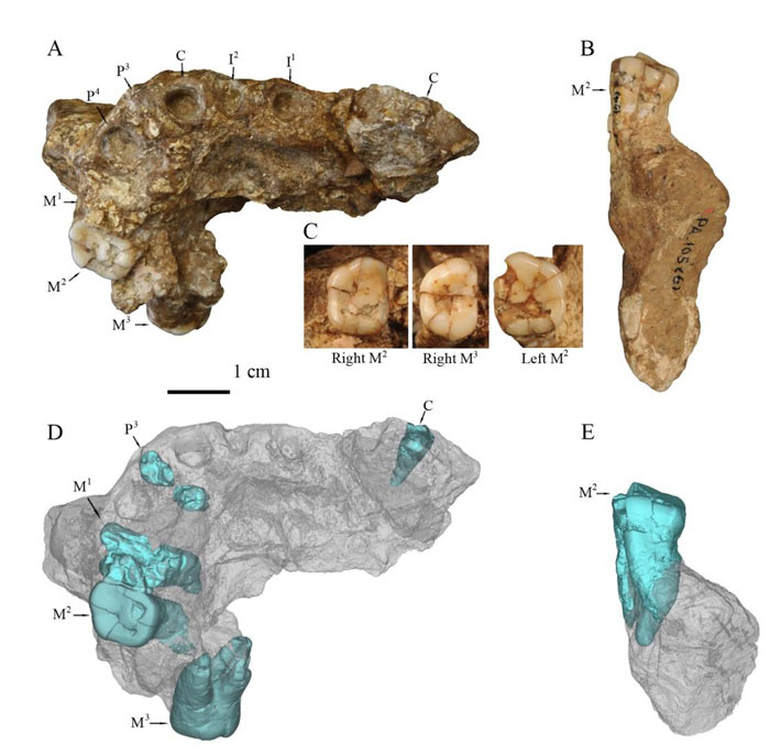 China Homo erectus Remains