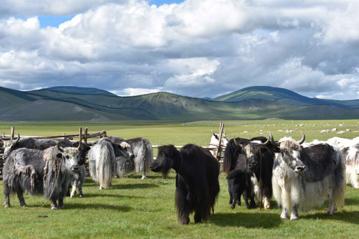 Mongolia Yaks