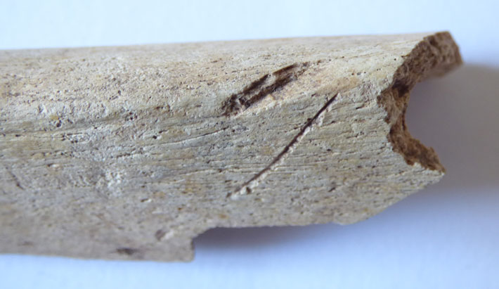 Scotland Bone Cut Marks