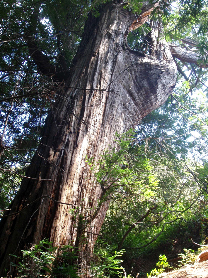 Letter From California Redwood