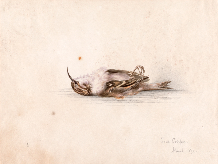 Trenches Watercolor Tree Creeper