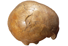 WRU Romania skull