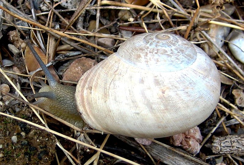 snail-diet-paleolithic-food-spain-caves