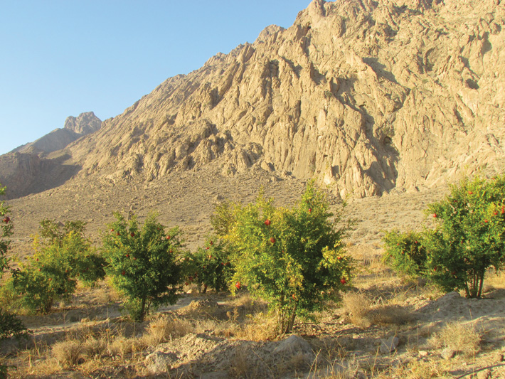 Persepolis Iran Achaemenid Apadana Pomegranate Orchard