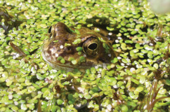 England-frogs-legs-Blick-Mead