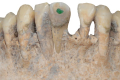 Mexico-Uxul-jade-teeth
