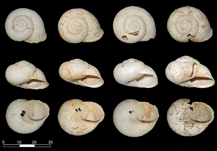 Trenches-Paleo-Escargot
