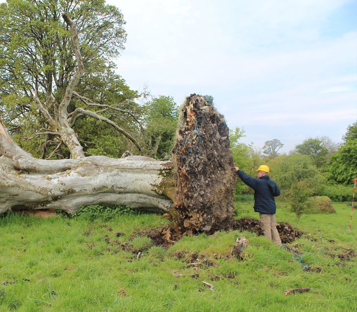 Trenches Ireland Skeleton Tree
