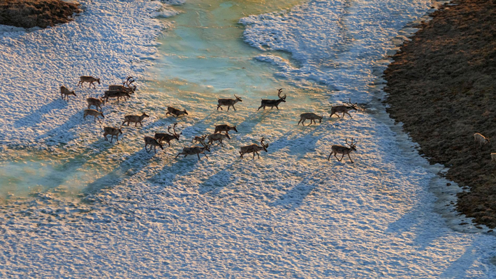 Caribou Hunters Herd