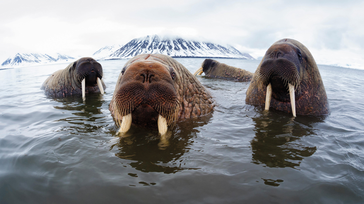 Digs Iceland Walruses