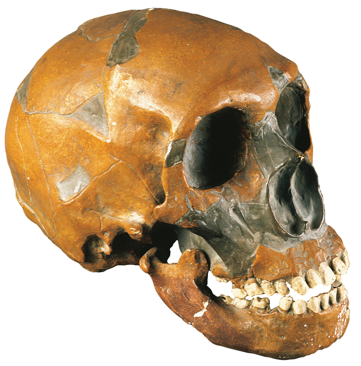 Decade Neanderthal Skull