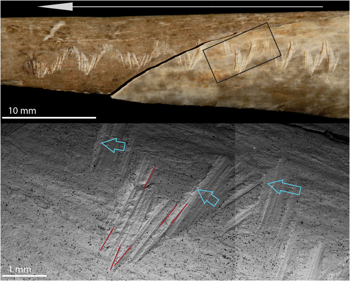 A photo (top) and scanning electron microscope composite image (above) show details of zigzag patterned engravings made on a human radius discovered at the Paleolithic site of Gough’s Cave in England, which is thought to be evidence of ritual cannibalism. The red arrows in the electron microscope image indicate sawing incisions, while the blue arrows point to incisions made by scraping. (Courtesy Rosalind Wallduck)