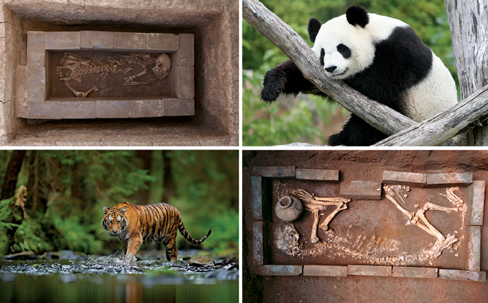 China Xian Panda Tiger Burial Combo