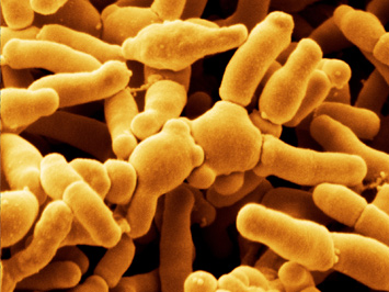 bifidobacterium-breve