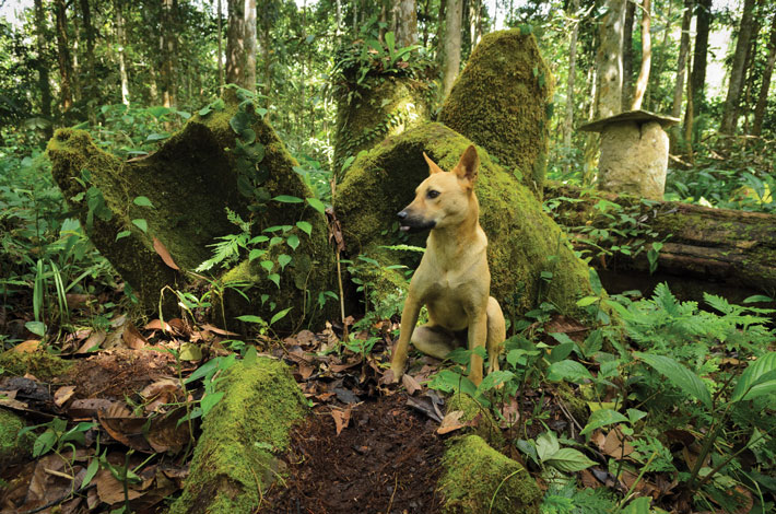 Borneo Kelabit Stone Jars Dog