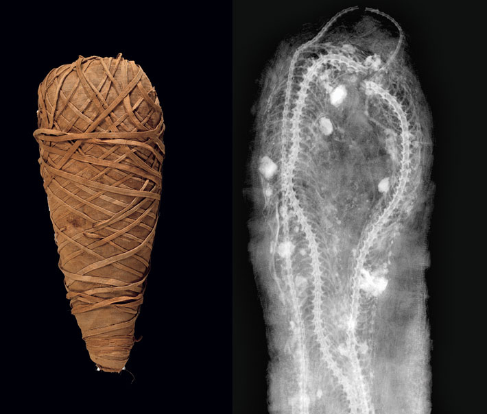 Egypt Animal Mummies Fakes